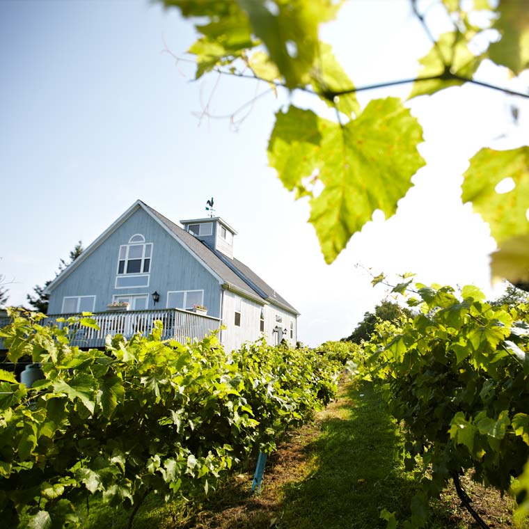 Photo of house among grape vines
