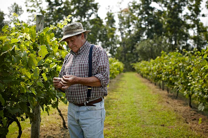 Photo of man standing and examining grapes