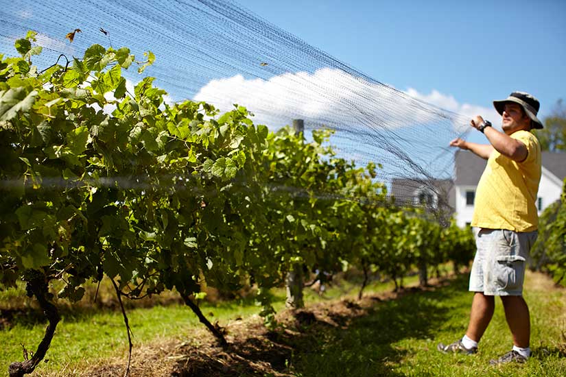 Photo of man pulling a net over grape vines.